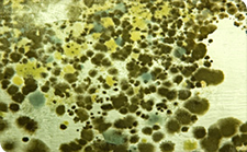 Mold Remediation in Larkspur, CA